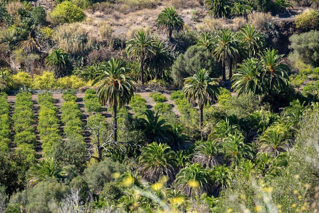 Cosy Bungalow Green Oasis Maspalomas (Gran Canaria) Exterior foto